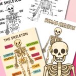 Printable human skeleton diagram for kids, labeled with bone names and available in color and black-and-white.