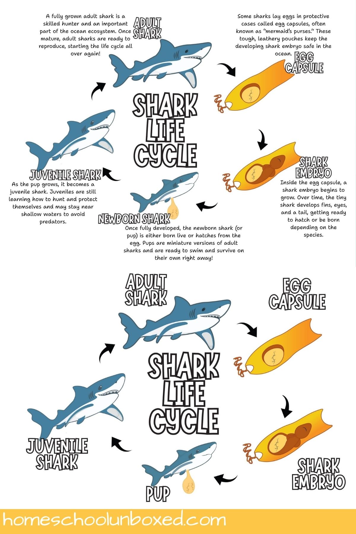Shark Life Cycle Diagrams (Free Printables for Kids)