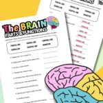 Printable brain function worksheet with matching activity for kids.