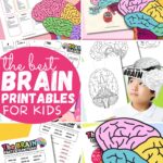 Human brain printables for kids.