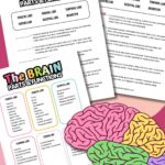 Parts of the brain and functions worksheets for kids.