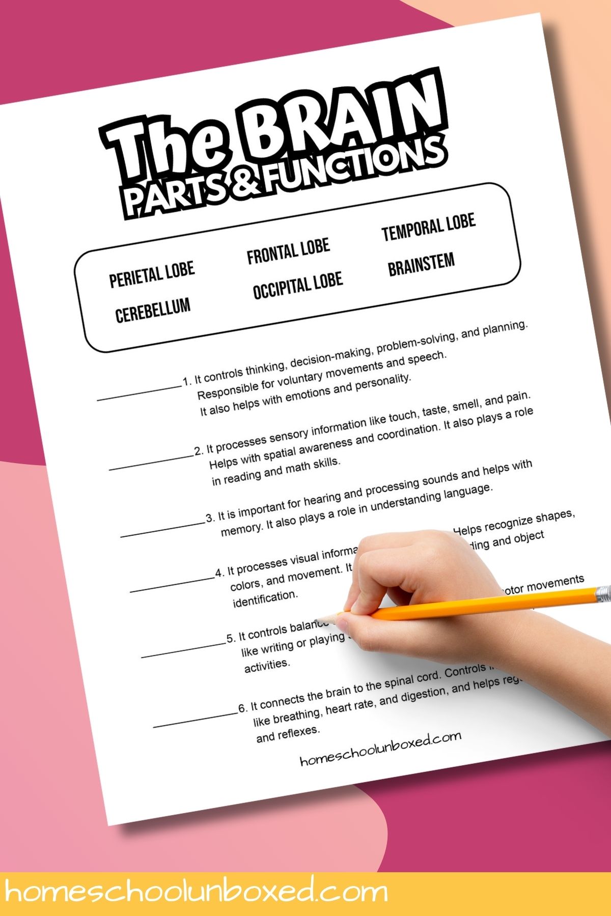 Brain parts and functions worksheets.