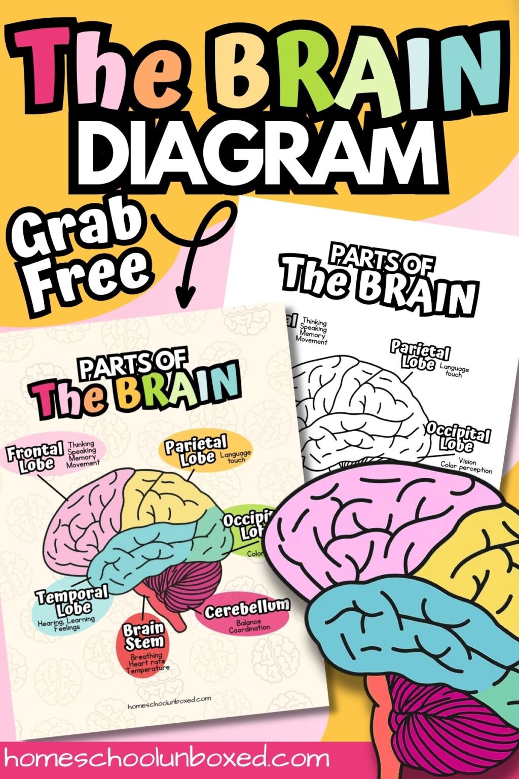 Parts of the Brain Diagram (Free Printable)