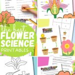 Parts of a flower worksheets.