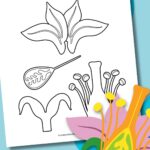 Parts of a flower cut and paste worksheet.