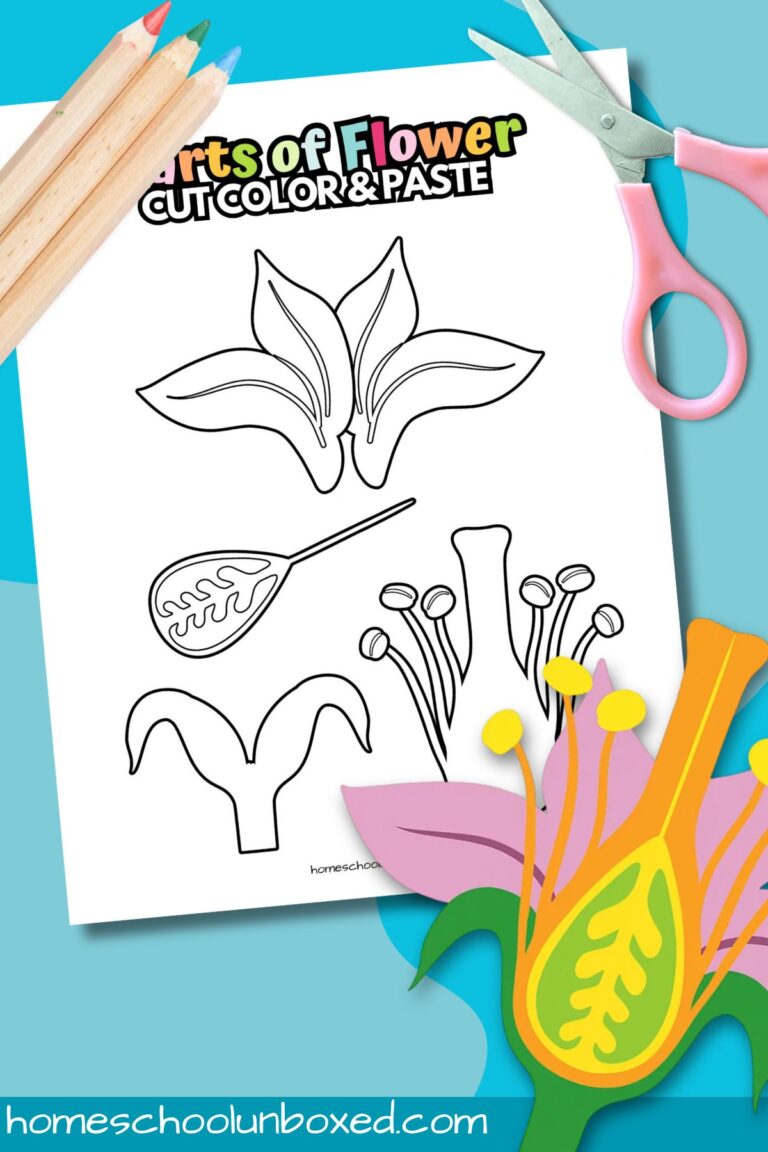Parts of a Flower Cut and Paste Activity (Free Printable)