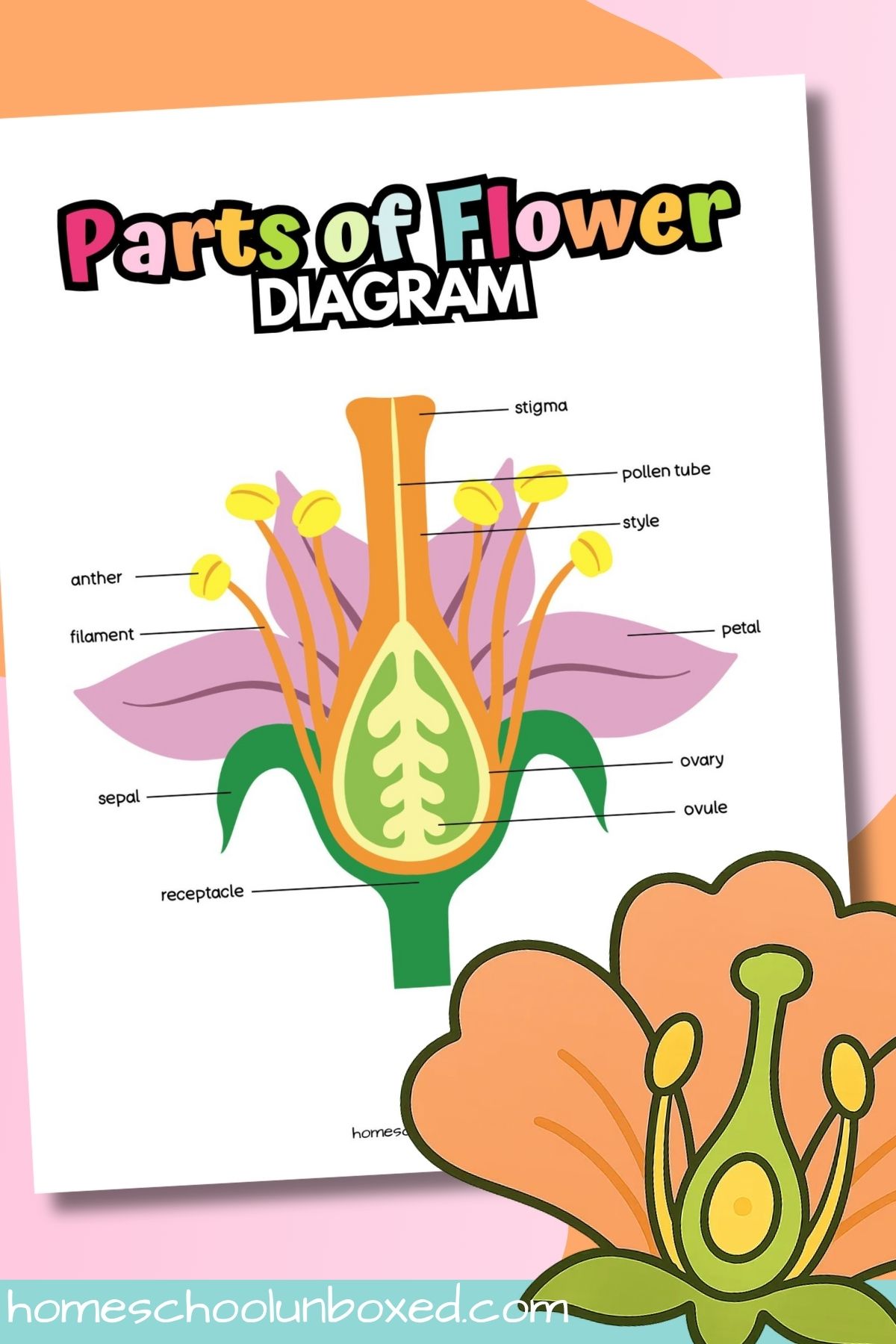Parts of a flower diagram printable.