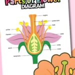 Colorful parts of a flower anatomy diagram printable.
