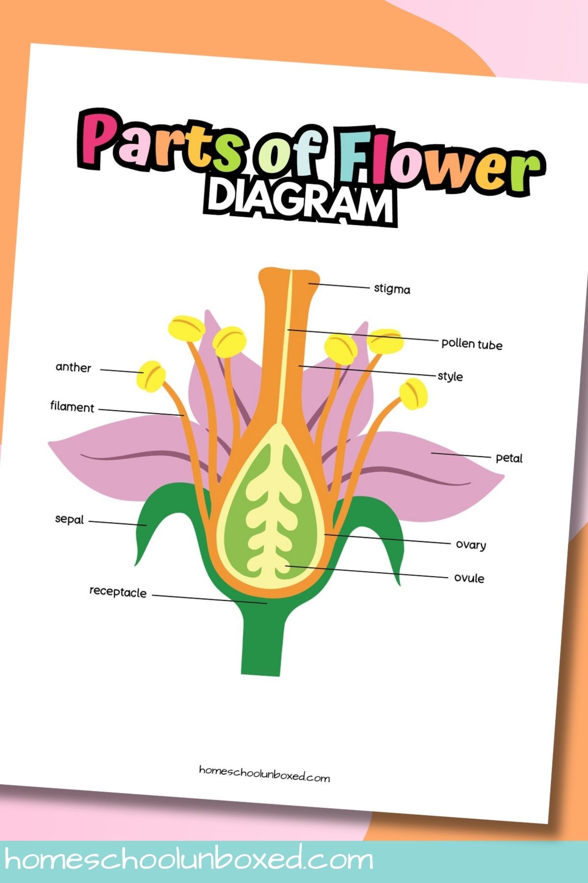 Colorful flower anatomy diagram printable