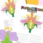 Free printable parts of a flower anatomy labeling worksheet.