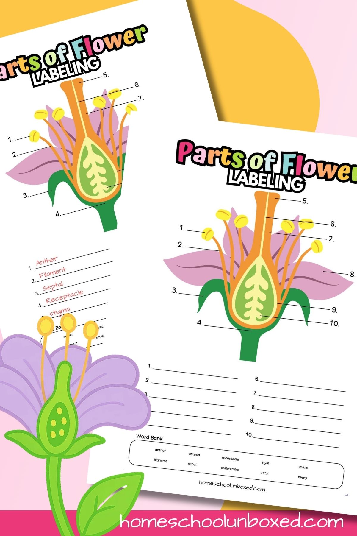 Parts of a Flower Labeling Worksheet (Free Printable)
