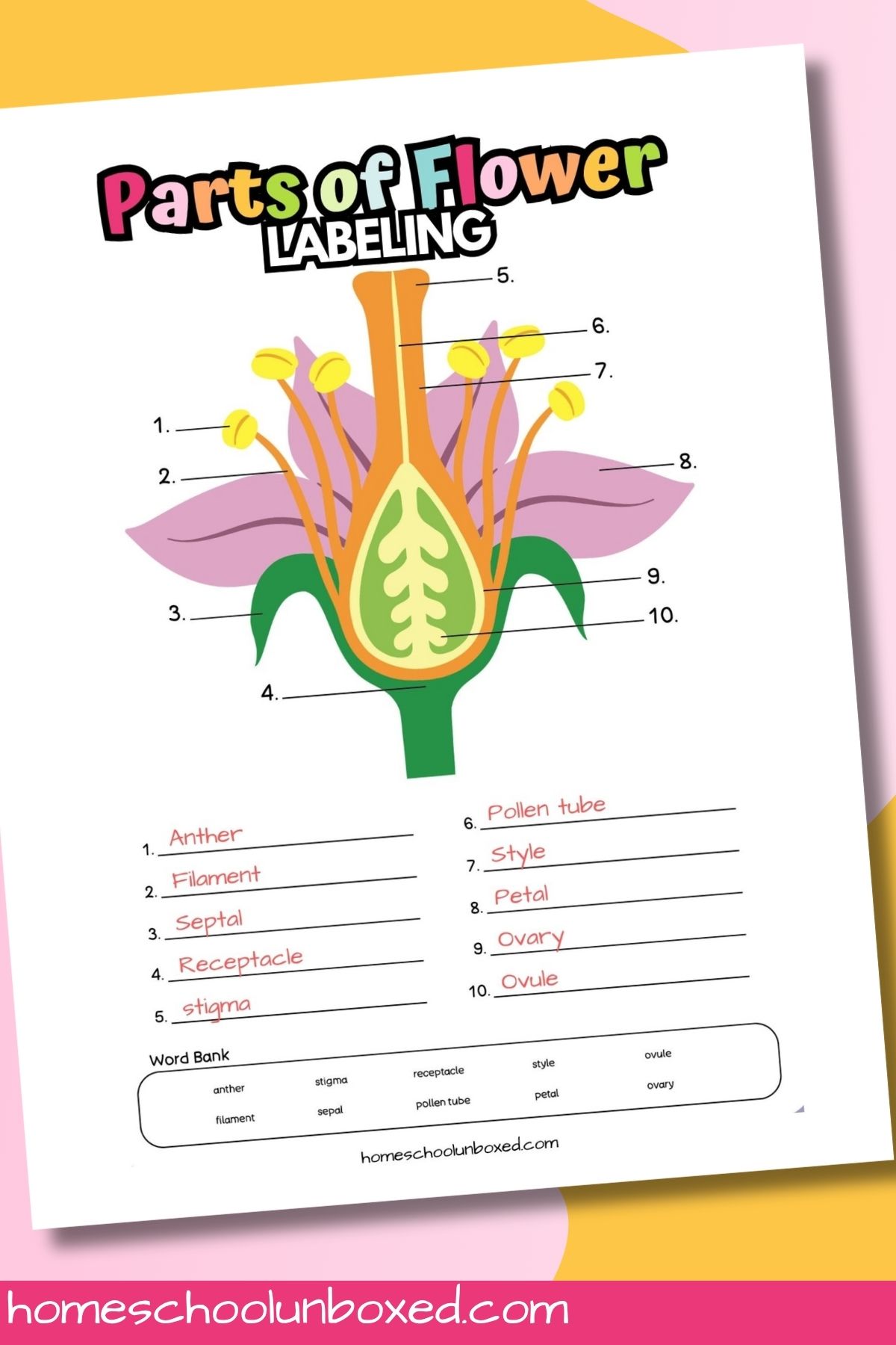 Flower anatomy labeling worksheet answer key.