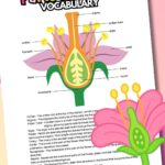 Parts of a flower vocabulary printable.