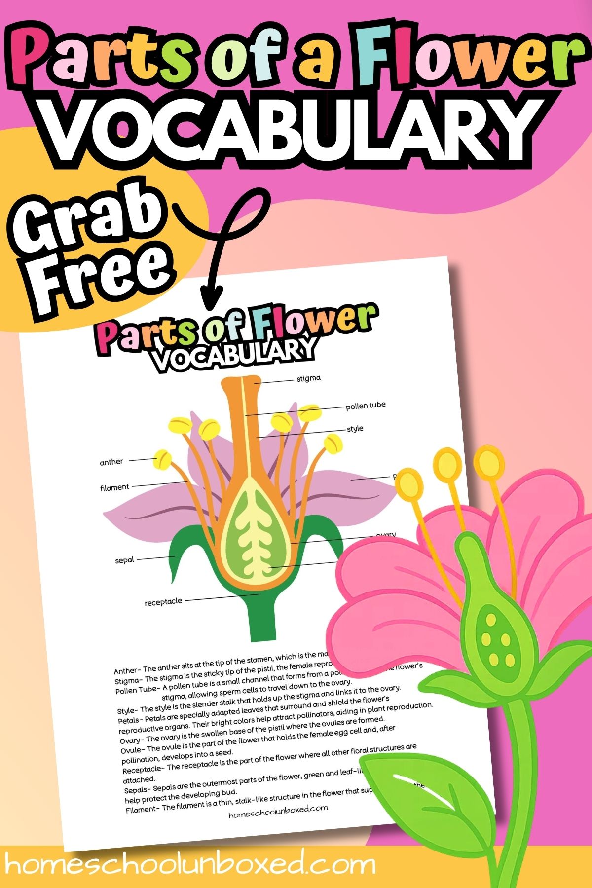 Colorful flower anatomy vocabulary poster printable