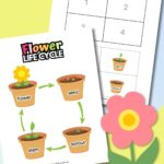 Flower life cycle printables for kids and preschoolers.